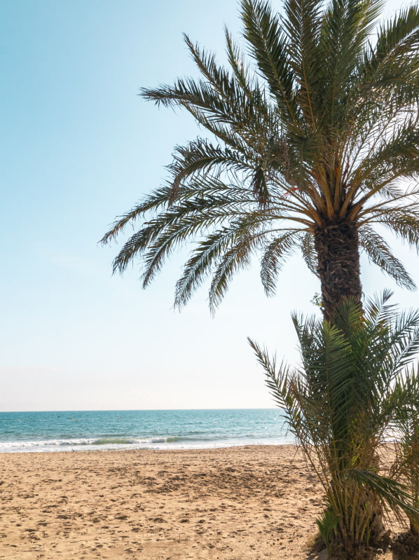 Palmera en la Playa de Calafell, rodeada de arena dorada y el Mediterráneo de fondo, evocando un ambiente sereno y relajante