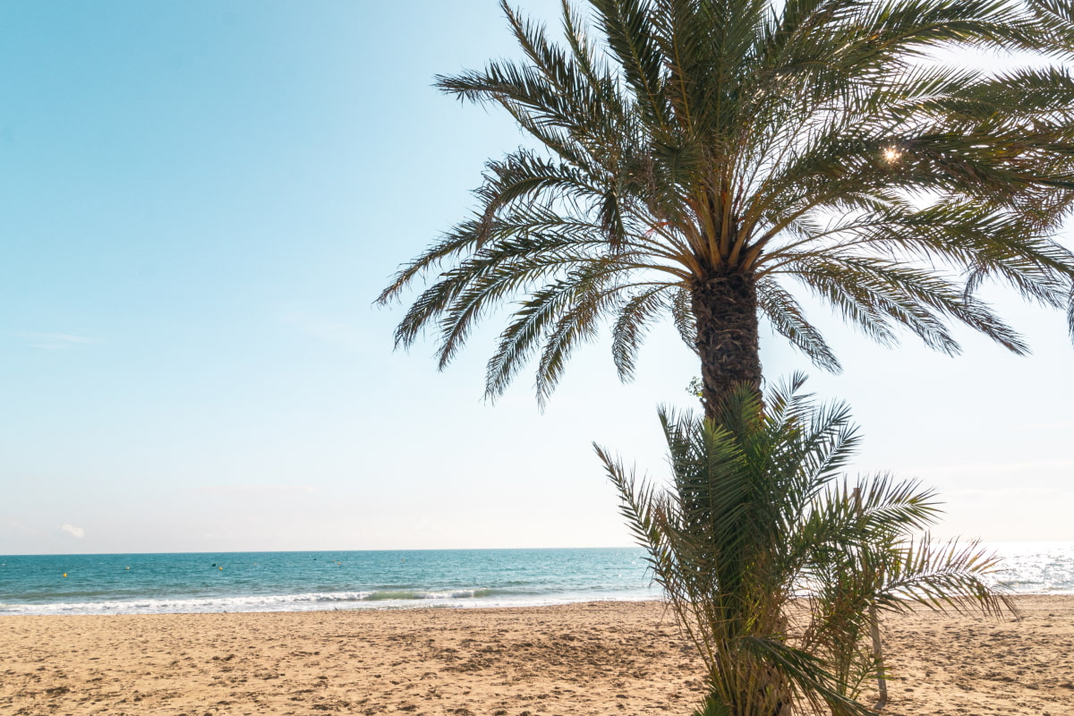 Palm tree on Calafell Beach, surrounded by golden sand and the Mediterranean in the background, evoking a serene and relaxing atmosphere.