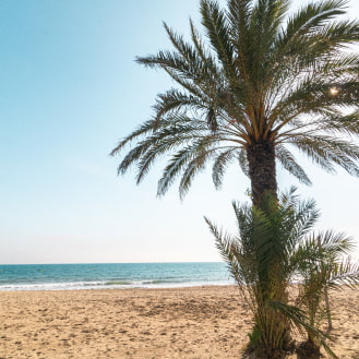 Palm tree on Calafell Beach, surrounded by golden sand and the Mediterranean in the background, evoking a serene and relaxing atmosphere.