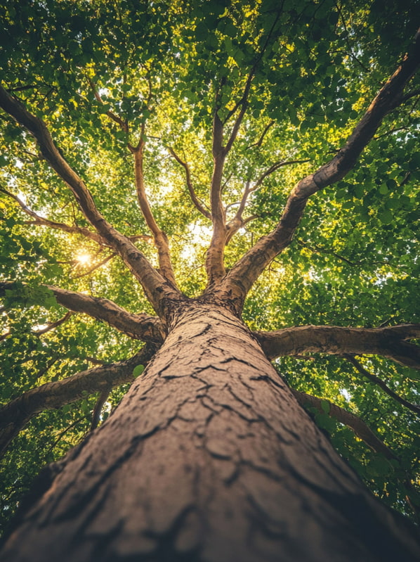 Contrapicado de un árbol frondoso